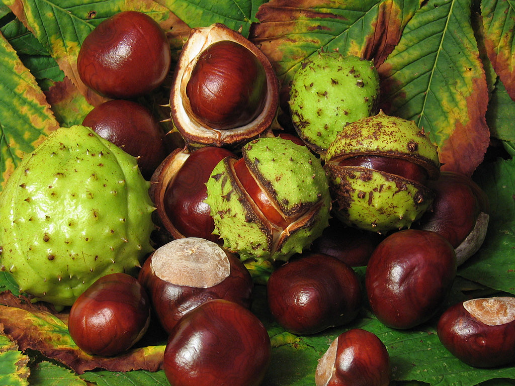 Aesculus Hippocastanum Extract (Organic)