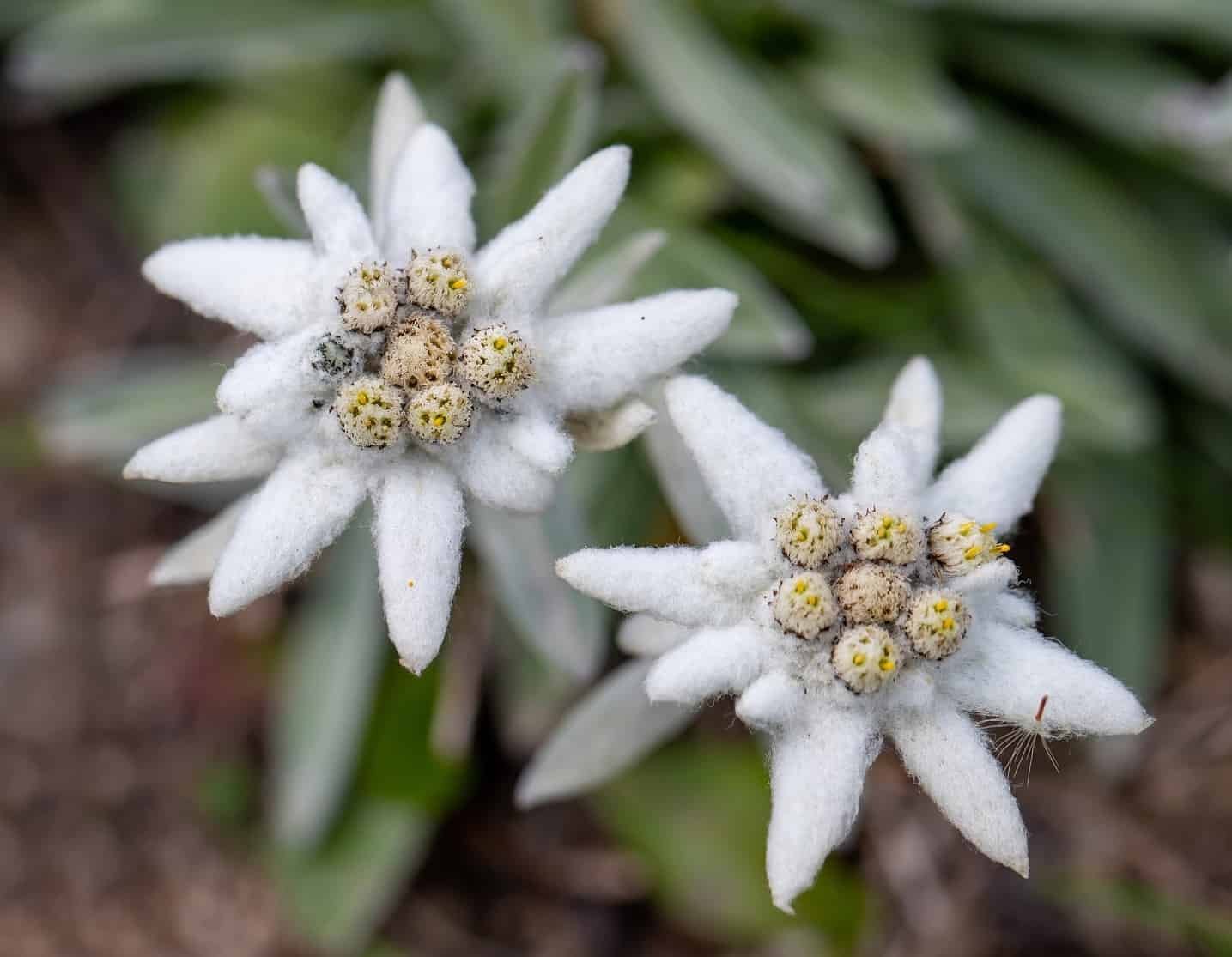 Edelweiss