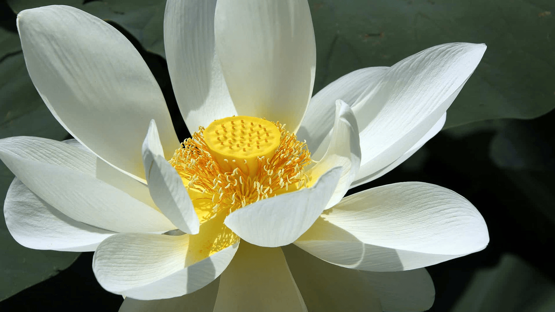 White Water Lily