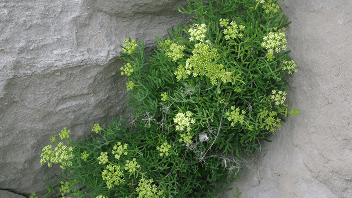 Earth & Halo skincare journal: Rock Samphire