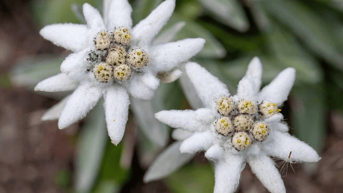 Edelweiss botanical extract | Earth & Halo skincare ingredients