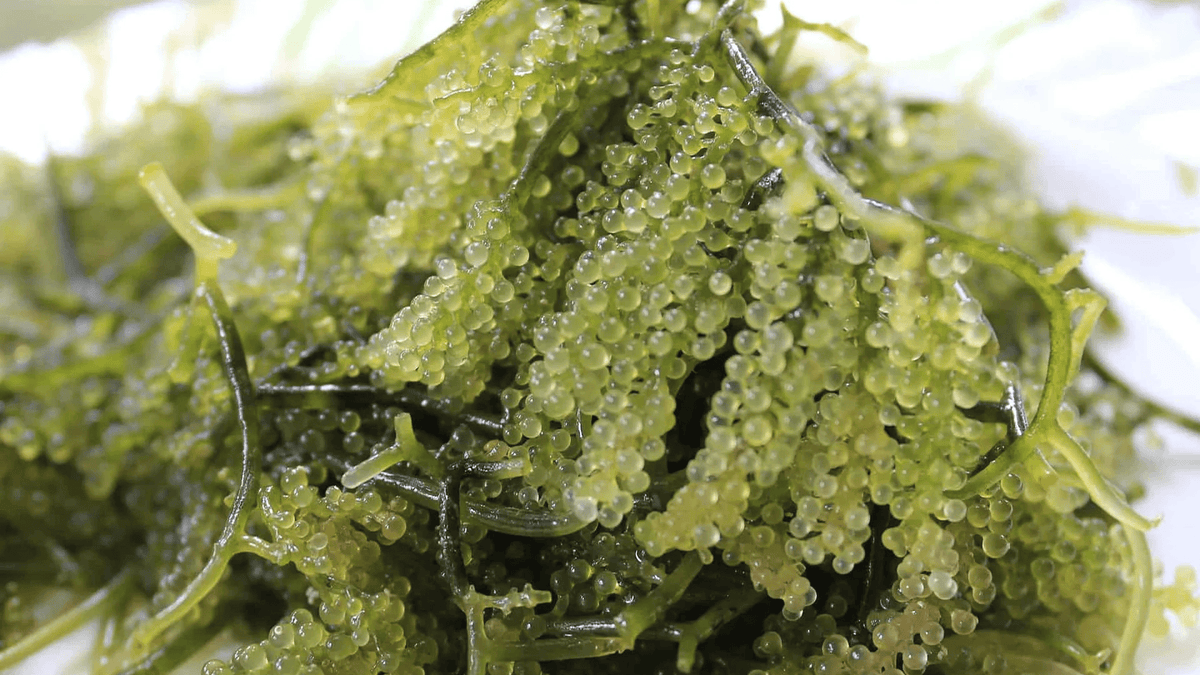 Earth & Halo skincare journal: Sea Grapes